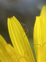 Cardiocondyla mauritanica