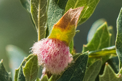 Cynips quercusnubila