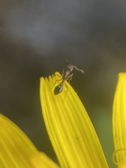 Cardiocondyla mauritanica