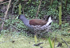 Porphyriops melanops