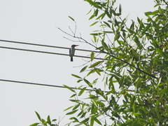 Halcyon senegalensis