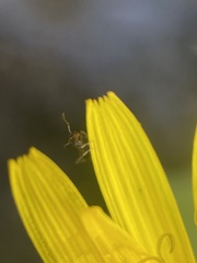 Cardiocondyla mauritanica