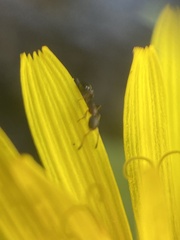 Cardiocondyla mauritanica