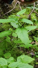 Scutellaria lateriflora
