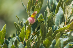 Cynips quercusnubila