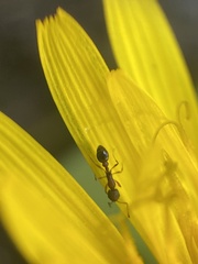 Cardiocondyla mauritanica