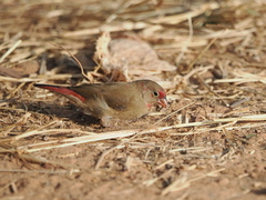 Lagonosticta senegala