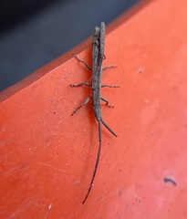 Spalacopsis chemsaki