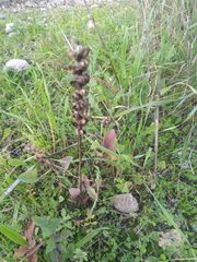 Bellardia trixago