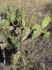 Opuntia lindheimeri
