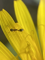 Cardiocondyla mauritanica