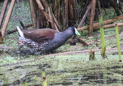 Porphyriops melanops