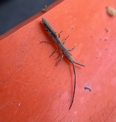 Spalacopsis chemsaki