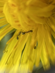 Cardiocondyla mauritanica