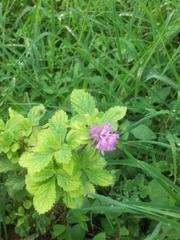 Centratherum punctatum