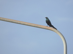 Lamprotornis caudatus