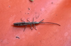 Spalacopsis chemsaki