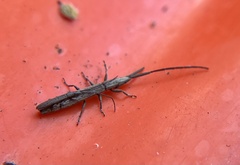 Spalacopsis chemsaki