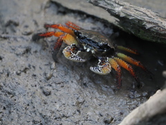 Goniopsis