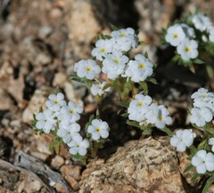 Greeneocharis similis