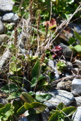 Plantago depressa