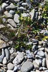 Plantago depressa