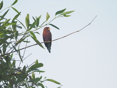 Eurystomus glaucurus