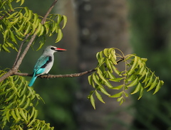 Halcyon senegalensis