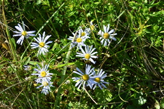 Aster hispidus