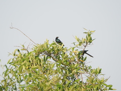 Lamprotornis caudatus