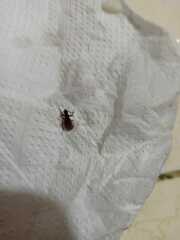 Coleoptera