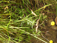 Leptorhynchos squamatus