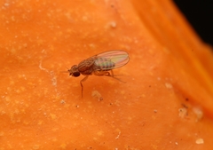 Drosophila busckii