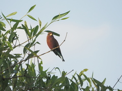 Eurystomus glaucurus