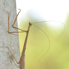 Thesprotia graminis