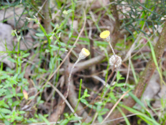 Leptorhynchos squamatus