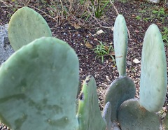 Opuntia cacanapa