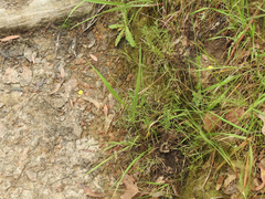 Leptorhynchos squamatus