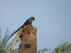 Lamprotornis caudatus