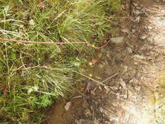 Leptorhynchos squamatus