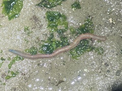 Alitta