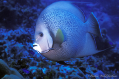 Pomacanthus arcuatus