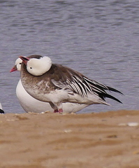 Anser caerulescens caerulescens