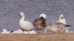 Anser caerulescens caerulescens