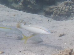 Halichoeres scapularis