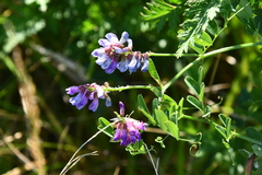 Vicia amurensis