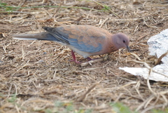 Streptopelia senegalensis