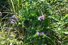 Vicia amurensis