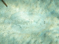 Pardachirus marmoratus