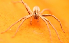 Pisaurina dubia